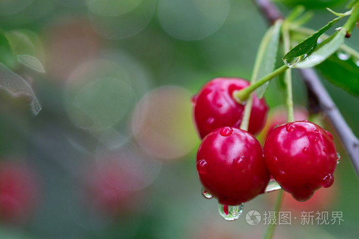 在夏天的时候滴雨支的红色樱桃水果