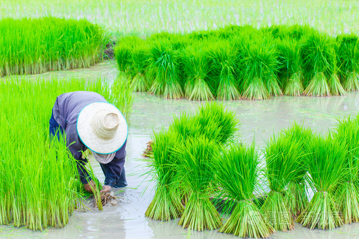 泰国农民水稻种植工作.
