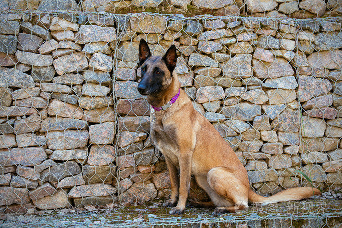 玛利诺犬比利时牧羊犬