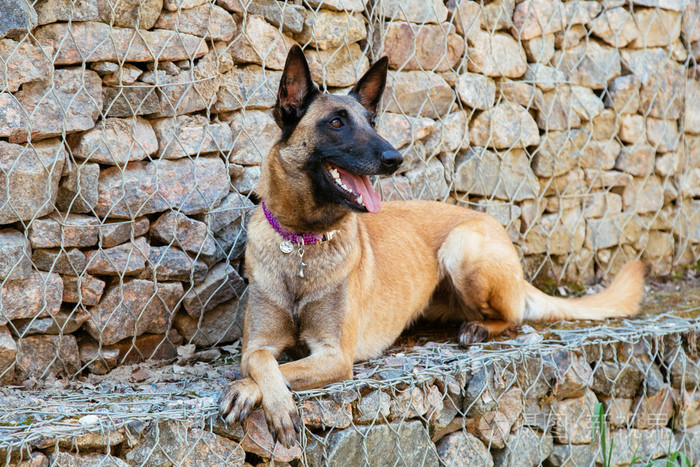 玛利诺犬比利时牧羊犬