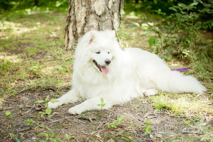 白色的萨摩耶犬在户外