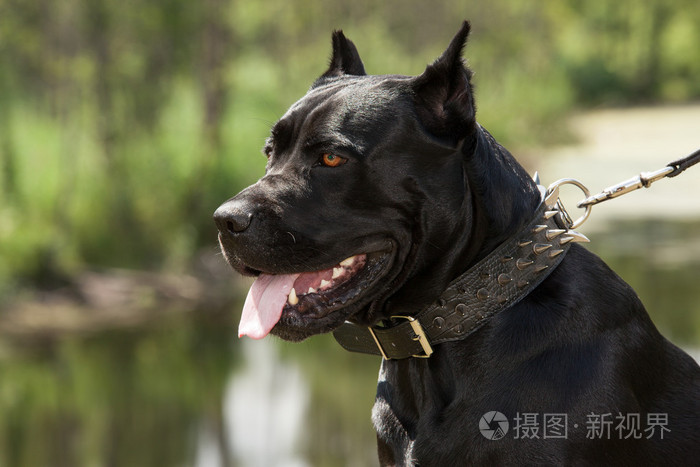 黑犬