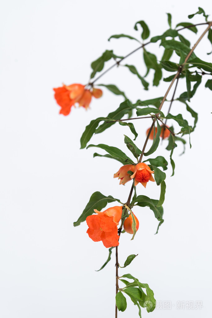 白色背景上的石榴花