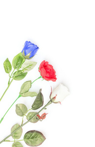玫瑰塑胶红色蓝色和白色背景图片