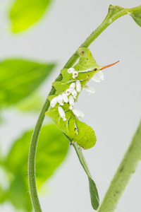 对天蛾幼虫寄生蜂茧图片