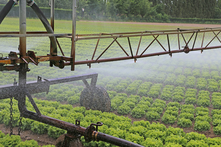 在夏天的生菜场自动灌溉系统图片
