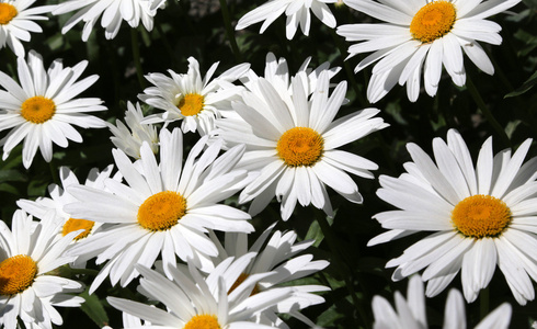 与非常白色花瓣的雏菊图片