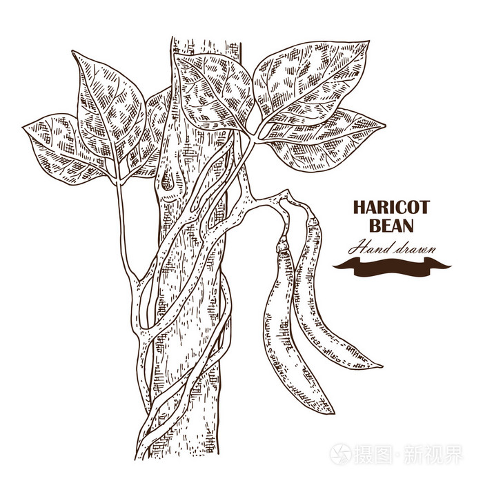 手绘扁豆的豆科植物.矢量图插画-正版商用图片1p2l3u-摄图新视界