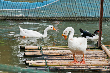 在池塘和站在木筏上的白鹅游泳图片