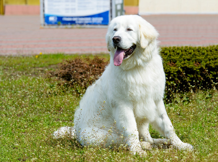 哥威斯犬席位