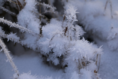 草在雪和冬季日出图片