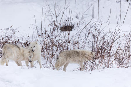 北极狼在冬天的场景