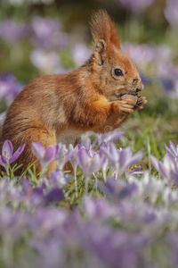 春天的红松鼠