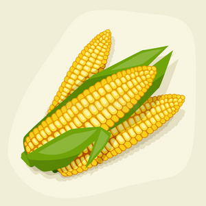 营养 偶像 玉米 农业 农场 饮食 健康 耳朵 要素 作物