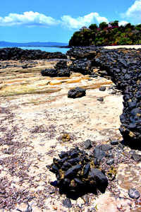 印度洋岩石中的Andilana海藻