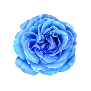 蓝色玫瑰花。 插图