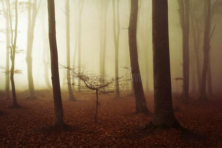 薄雾 幻想 黎明 地面 男人 单色 情绪 风景 神秘 森林