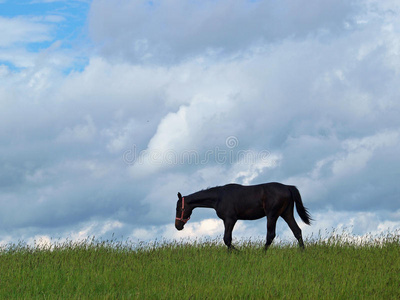 背景多云的天空上的一匹黑马