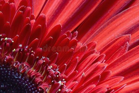 夏天 露水 非洲菊 生日 自然 颜色 形象 季节 礼物 花束