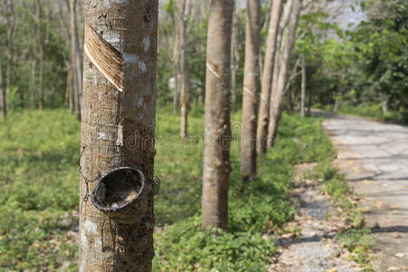 活力 粘贴 森林 木材 生产 材料 牛奶 林业 作物 丛林