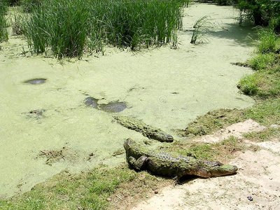 包装 怪物 鳄鱼 木材 路易斯安那州 公园 收集 倍数 短吻鳄