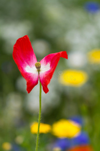 英国植物园里一朵孤独的红花的特写镜头