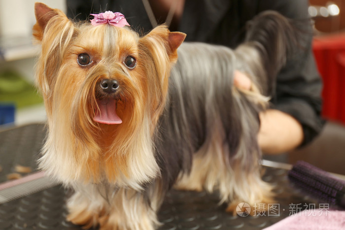 可爱约克夏犬