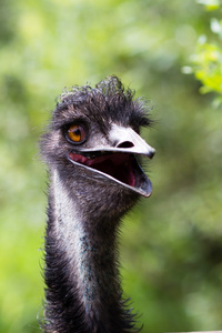 丑鸟物体图片-丑鸟物体素材-丑鸟物体插画-