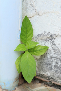 植物在开裂混凝土上成长图片