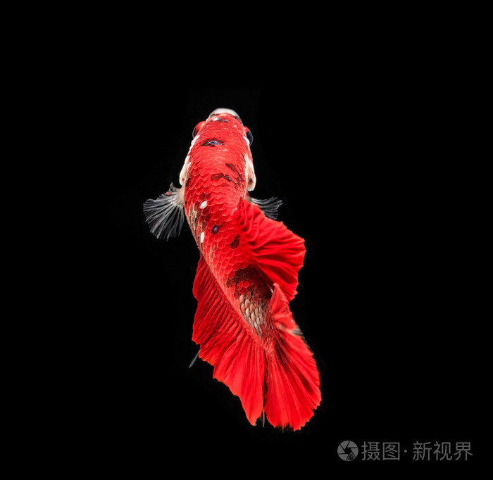 暹罗斗鱼照片-正版商用图片1pf7c3-摄图新视界