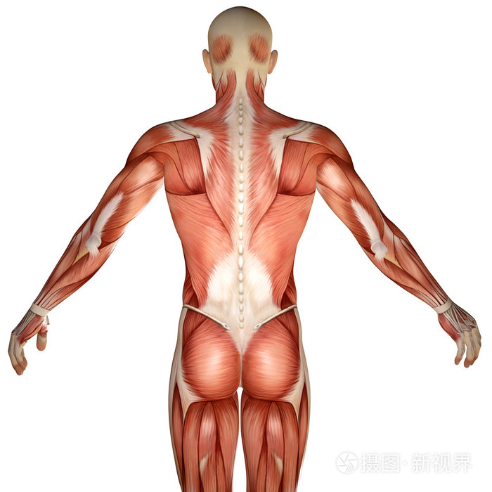 3d人体解剖躯干背部肌肉