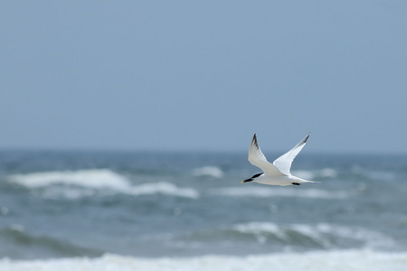 在海洋上空飞行的皇家燕鸥图片