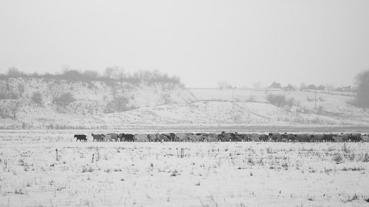 农村冬季场景与山羊图片