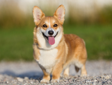 狗的品种威尔士柯基犬图片彭布罗克小黑白边境牧羊犬柯基犬图片组合