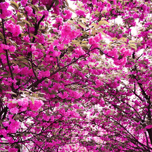 樱花树花园背景图片