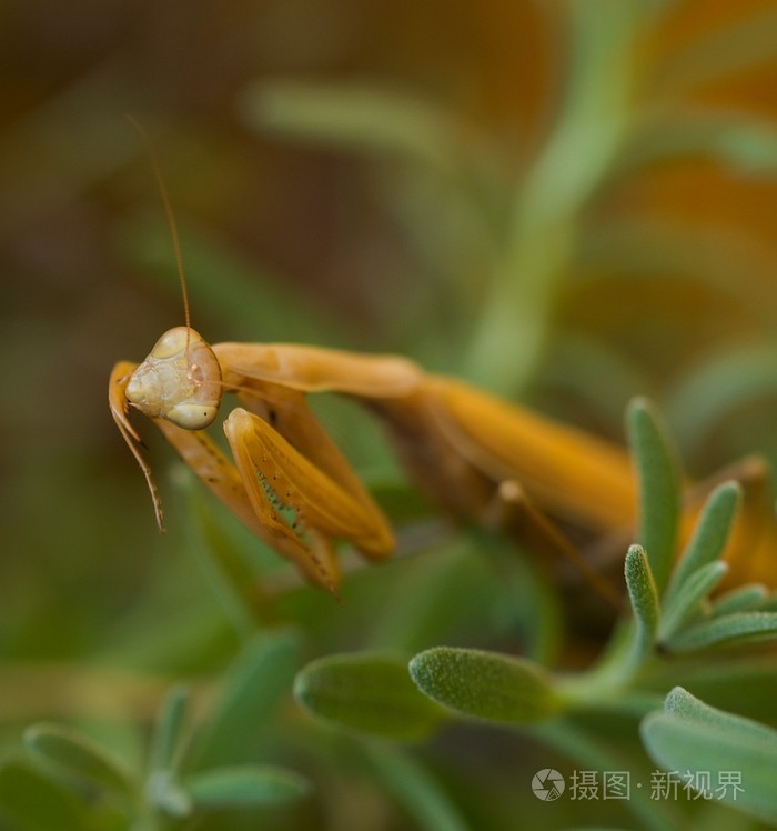 在绿色背景上的棕色螳螂.捕食性昆虫资源.在家庭螳螂科昆虫.特写镜头.