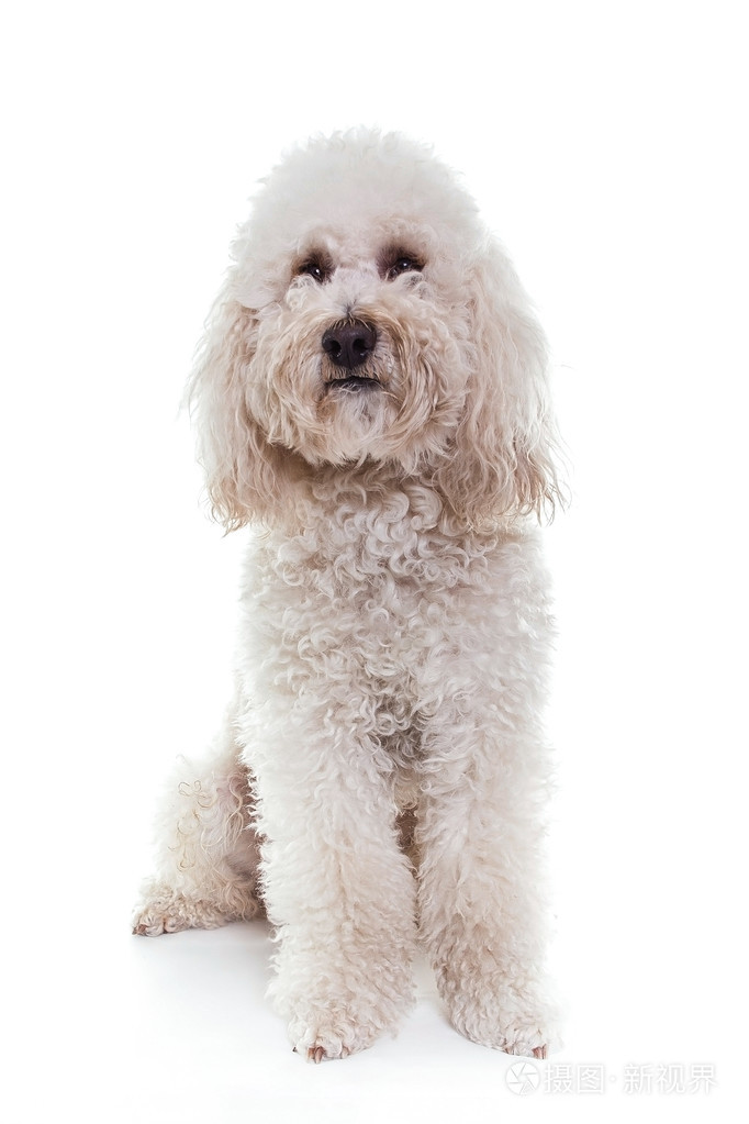 坐在白色的演播室里的白色贵宾犬