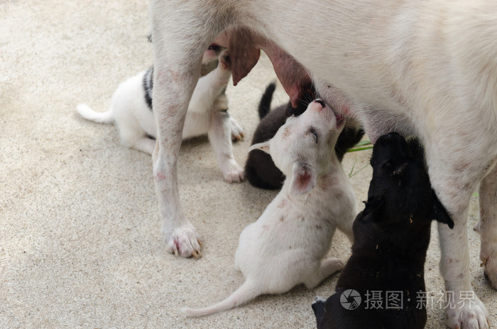 小狗的狗母乳喂养