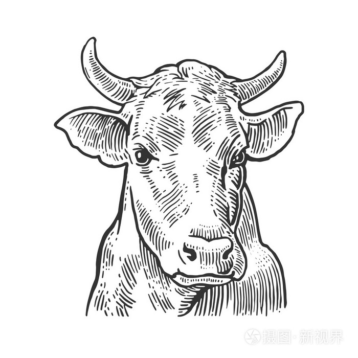 插画 牛头.手工绘制的图形样式.