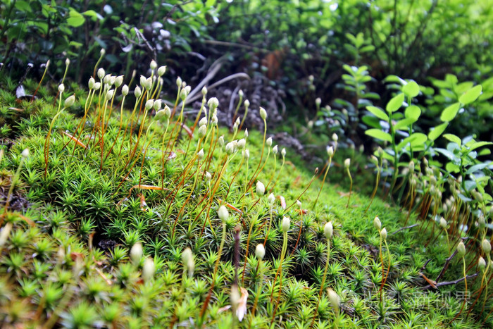 苔藓和苔藓种子