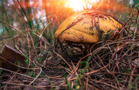 日出时松树下的蘑菇油条图片