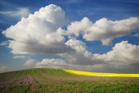 绿色的田野，在蓝色多云的天空下，有鲜花和油菜籽