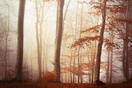 雾森林秋天