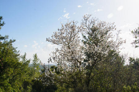 美丽的花背景与开花杏仁树