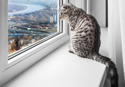 坐在窗台上的猫