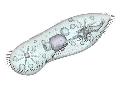 生物学 有机体 纤毛虫 细胞 参数 生活 实验室 动物群