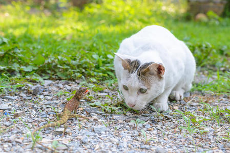 人行道 有趣的 哺乳动物 可爱的 可爱极了 斑猫 花园