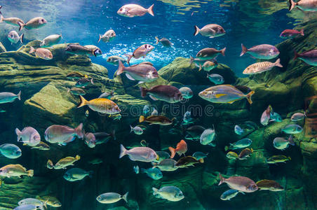 殖民地 佛罗里达州 珊瑚 鱼类 地点 潜水员 海的 天堂