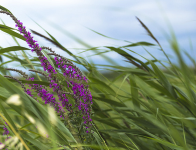 在被风吹动的田野背景中的紫花图片