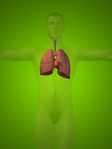 人类呼吸系统系统图片